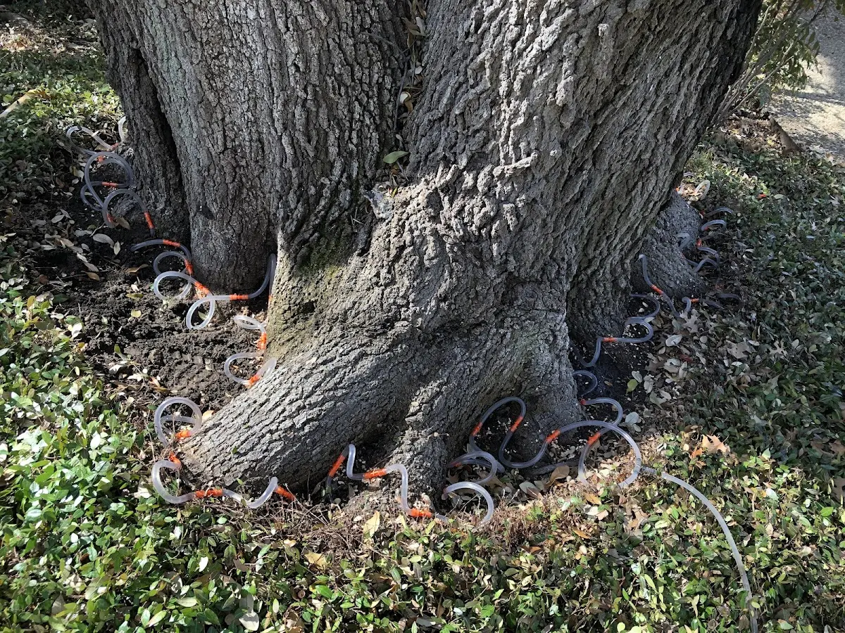 Detailed Tree Cabling and Bracing job site in West Long Branch