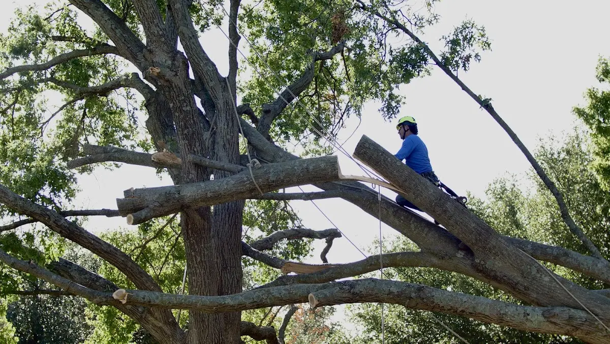 Professional Crown Thinning performed by certified arborists in West Long Branch