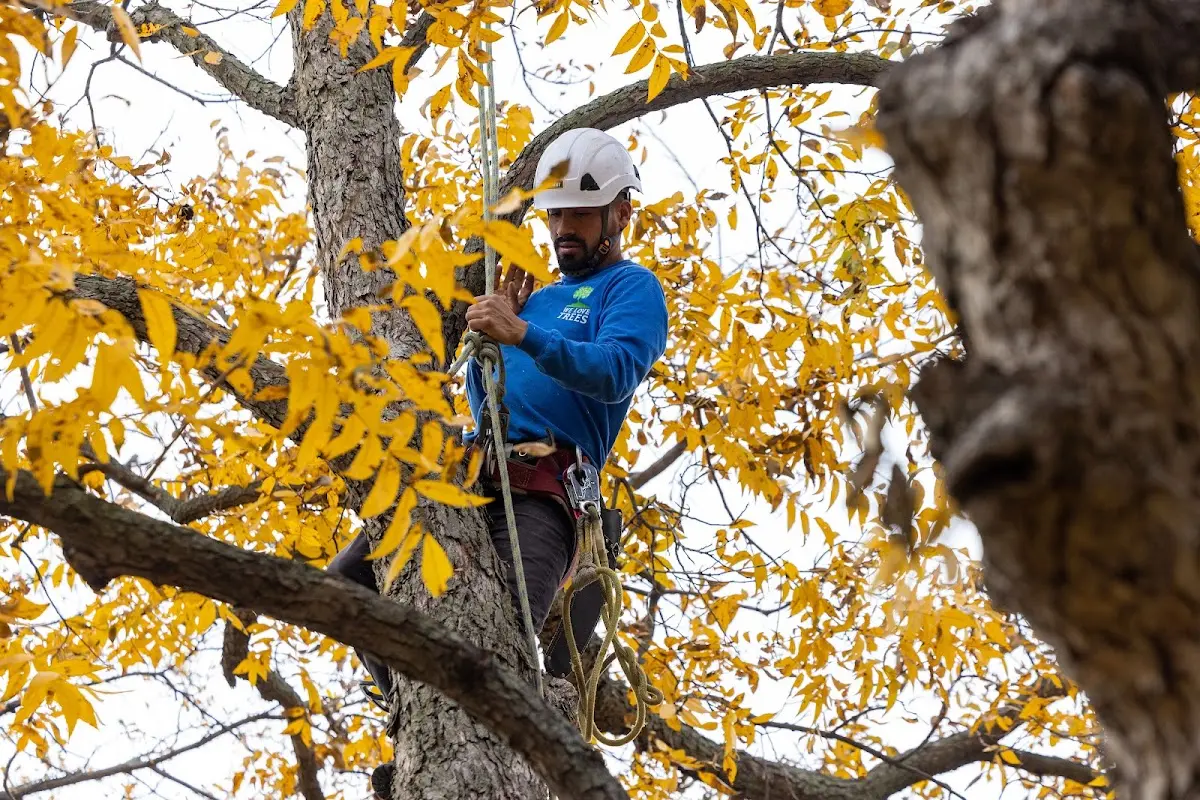Skilled Storm Damage Cleanup crew working in West Long Branch